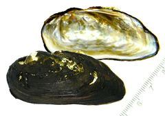 Nodularia douglasiae