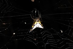 Acrosomoides acrosomoides