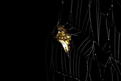 Acrosomoides acrosomoides