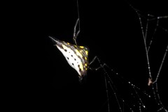 Acrosomoides acrosomoides