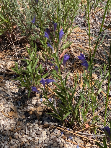 iNaturalist observation photo of Grayleaf Skullcap