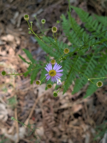 iNaturalist observation photo of fleabanes and horseweeds