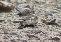 Chordeiles acutipennis