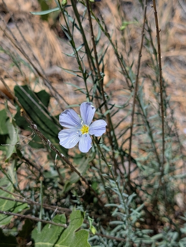 iNaturalist observation photo of perennial flax