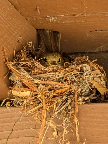 iNaturalist observation photo of Western Flycatcher