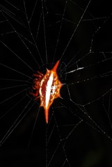Gasteracantha versicolor
