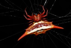 Gasteracantha versicolor