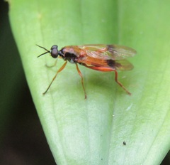 Benhamyia apicalis