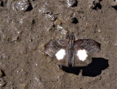 Theagenes albiplaga