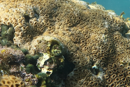 Scartella cristata