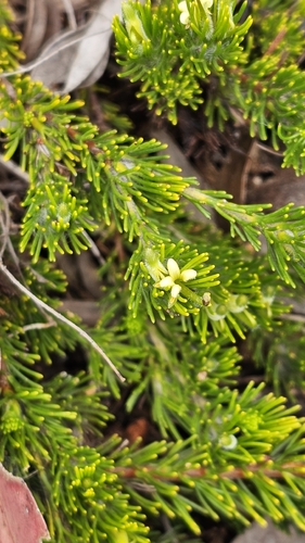 Adenanthos terminalis (Adenanthos terminalis)