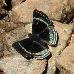 Chalodeta theodora