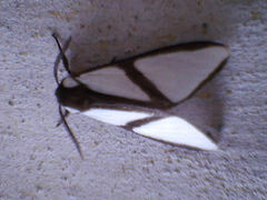 Turuptiana