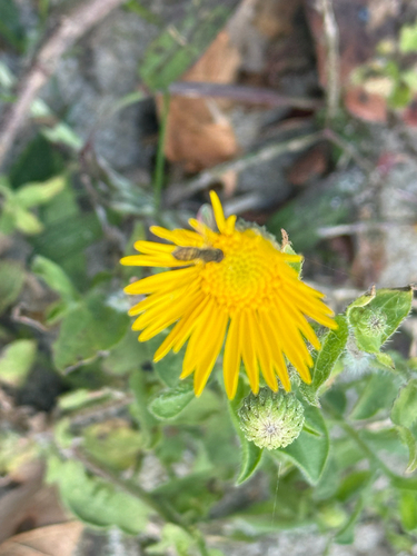Unknown species found near Dock Dr, Lewes, DE, US