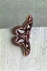 Rothschildia jacobaeae