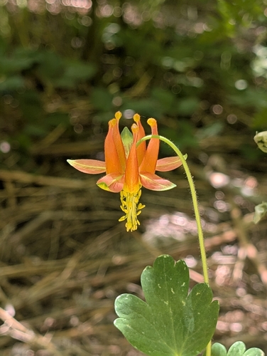 iNaturalist observation photo of western columbine