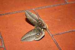 Automeris umbrosa