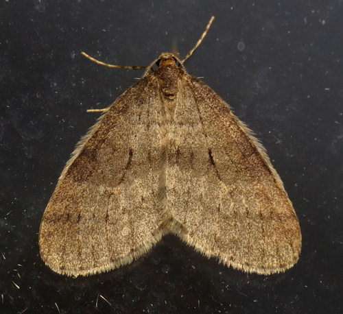Winter Moth photo 4