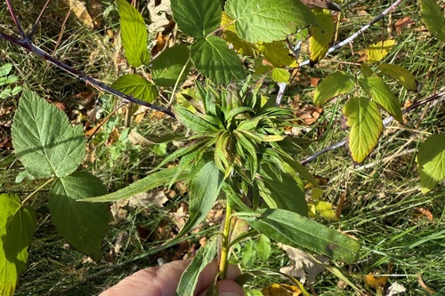 Unknown species found near Columbia County, WI, USA