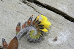 Myosotis australis