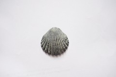 Pecten