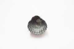 Pecten