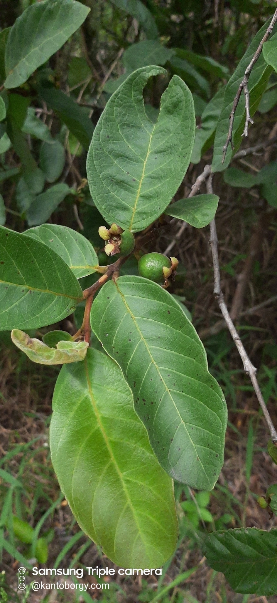 Psidium guajava image