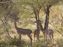 Gerenuk photo 4