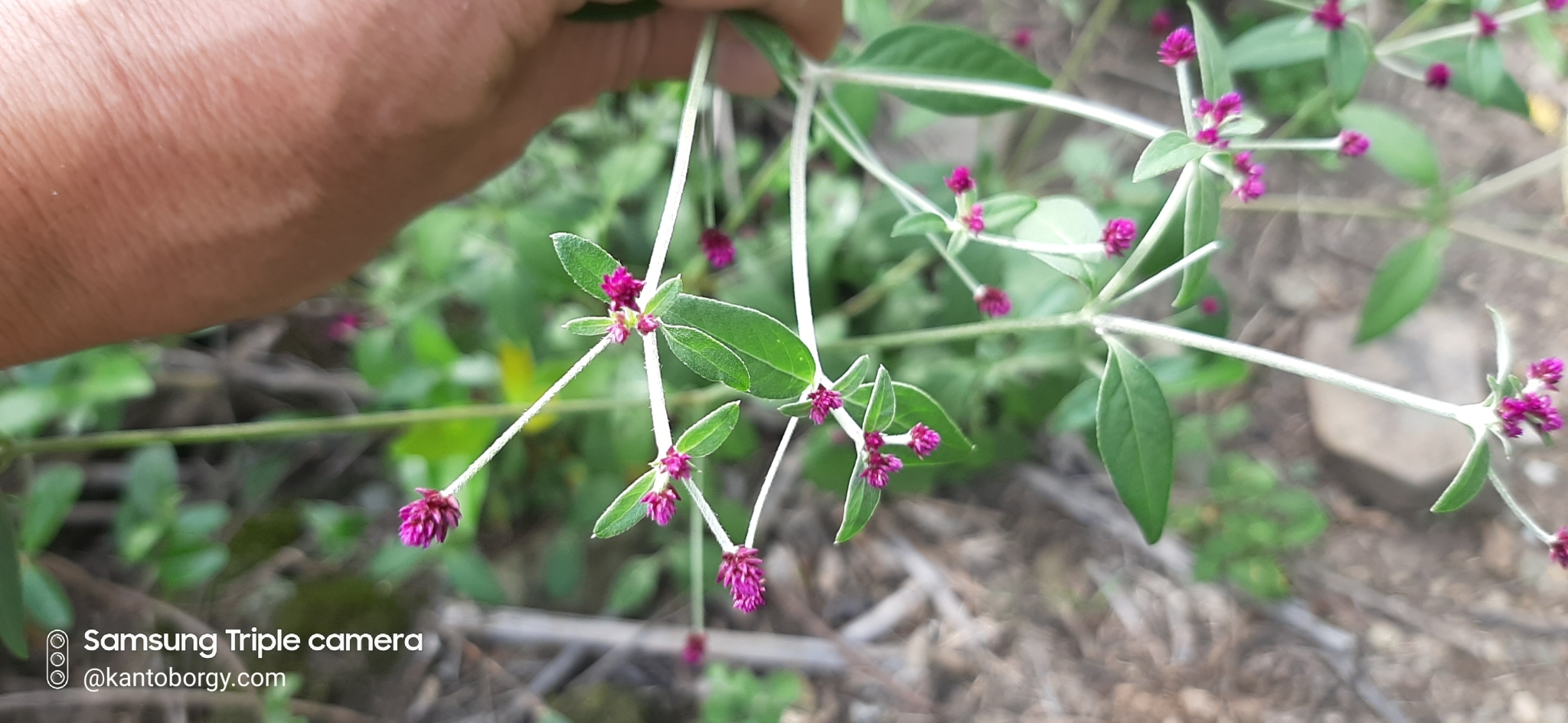 Alternanthera image