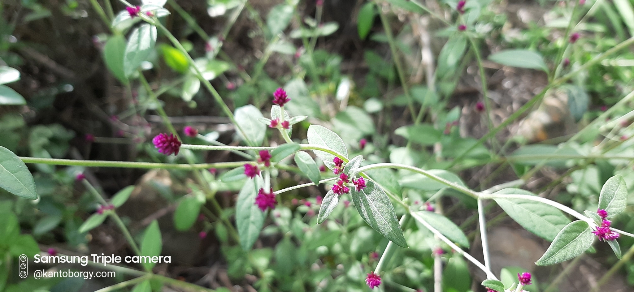 Alternanthera image
