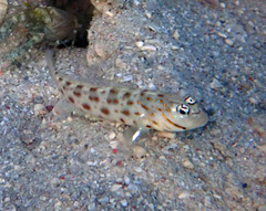 Seychelles Shrimpgoby photo 5