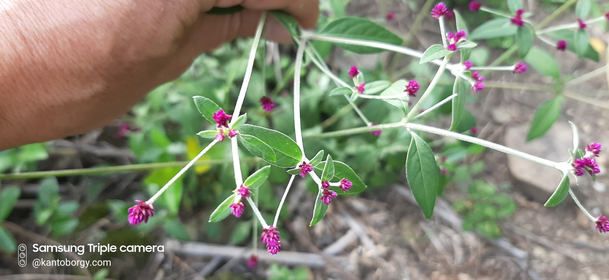 Amaranthaceae image