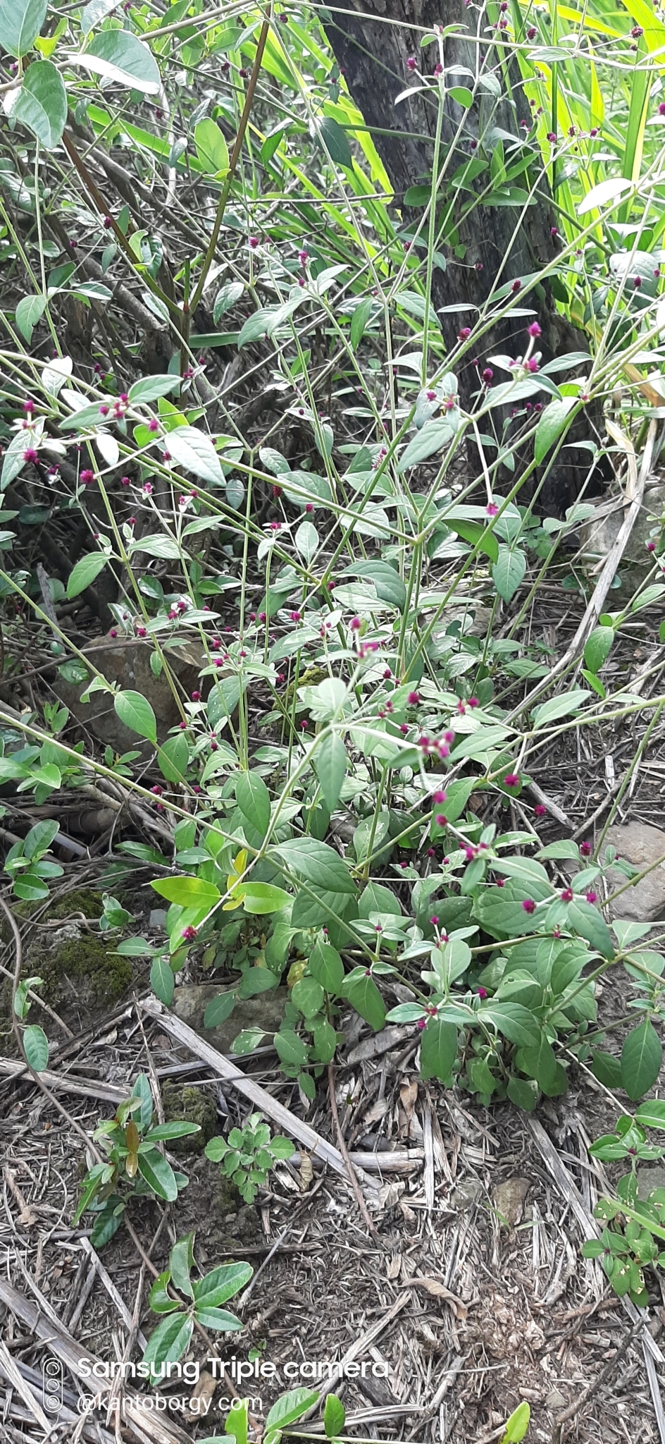 Alternanthera porrigens image