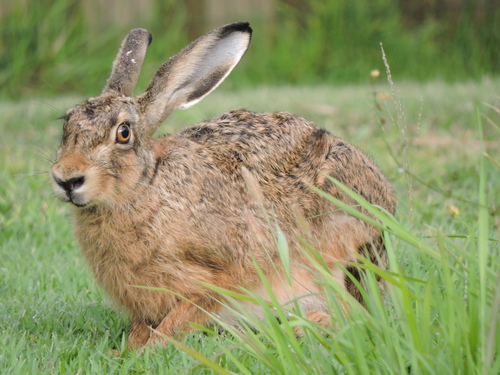 Eurasian Brown Hare