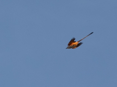 Tyrannus forficatus