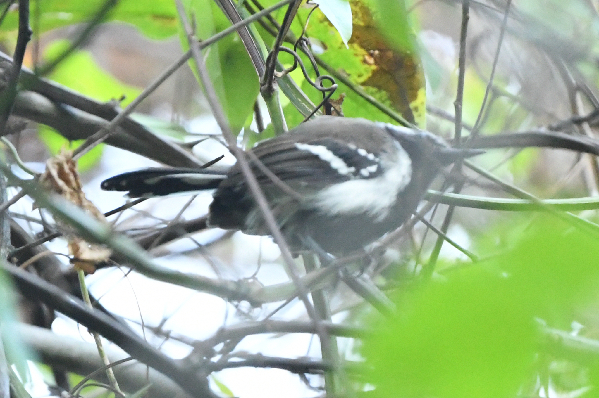 Northern White-fringed Antwren (Formicivora intermedia), photo 4