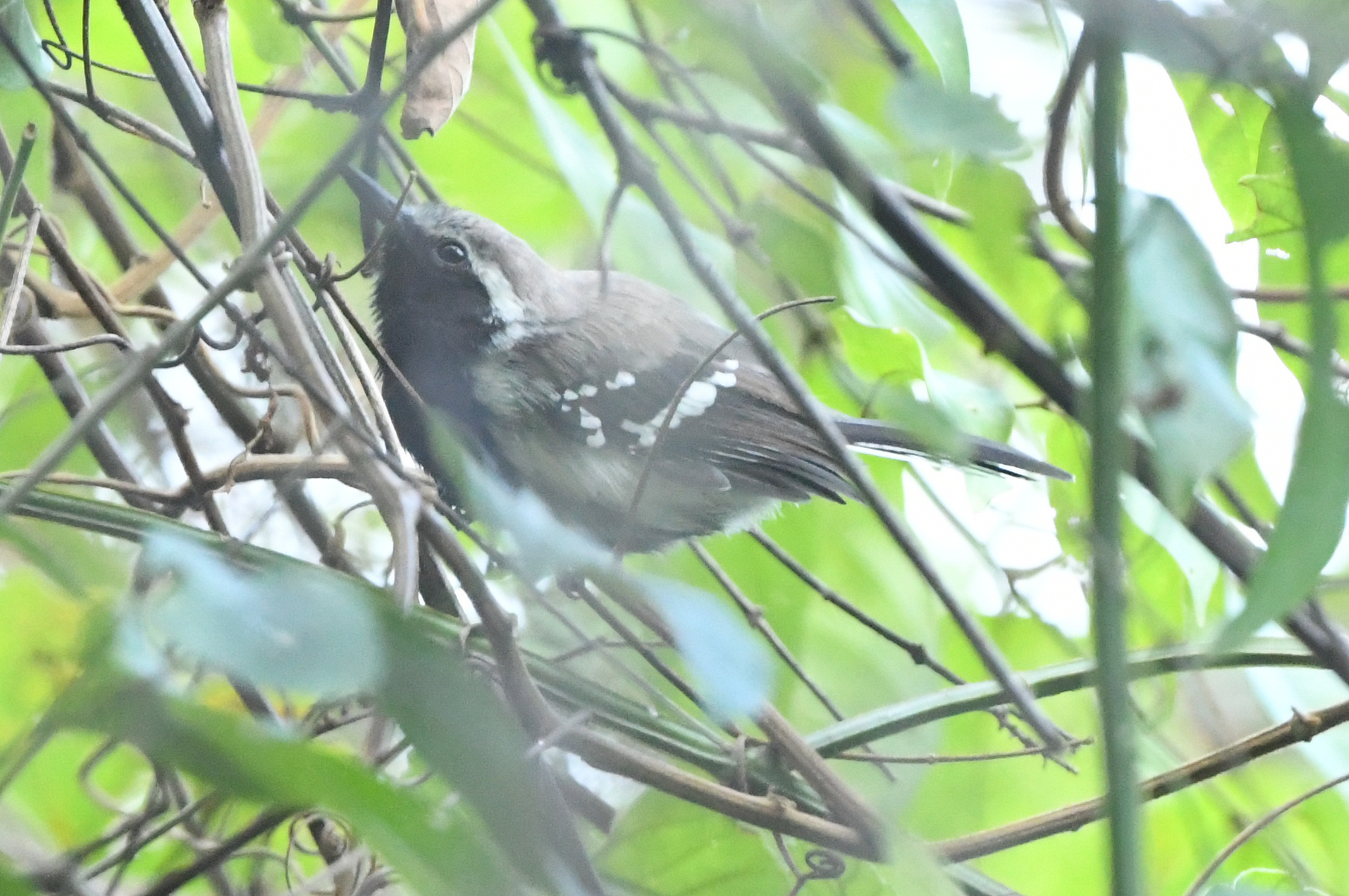 Northern White-fringed Antwren (Formicivora intermedia), photo 3