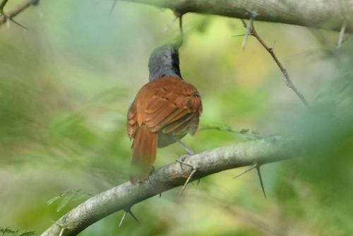 White-bellied Antbird (Myrmeciza longipes), photo 6