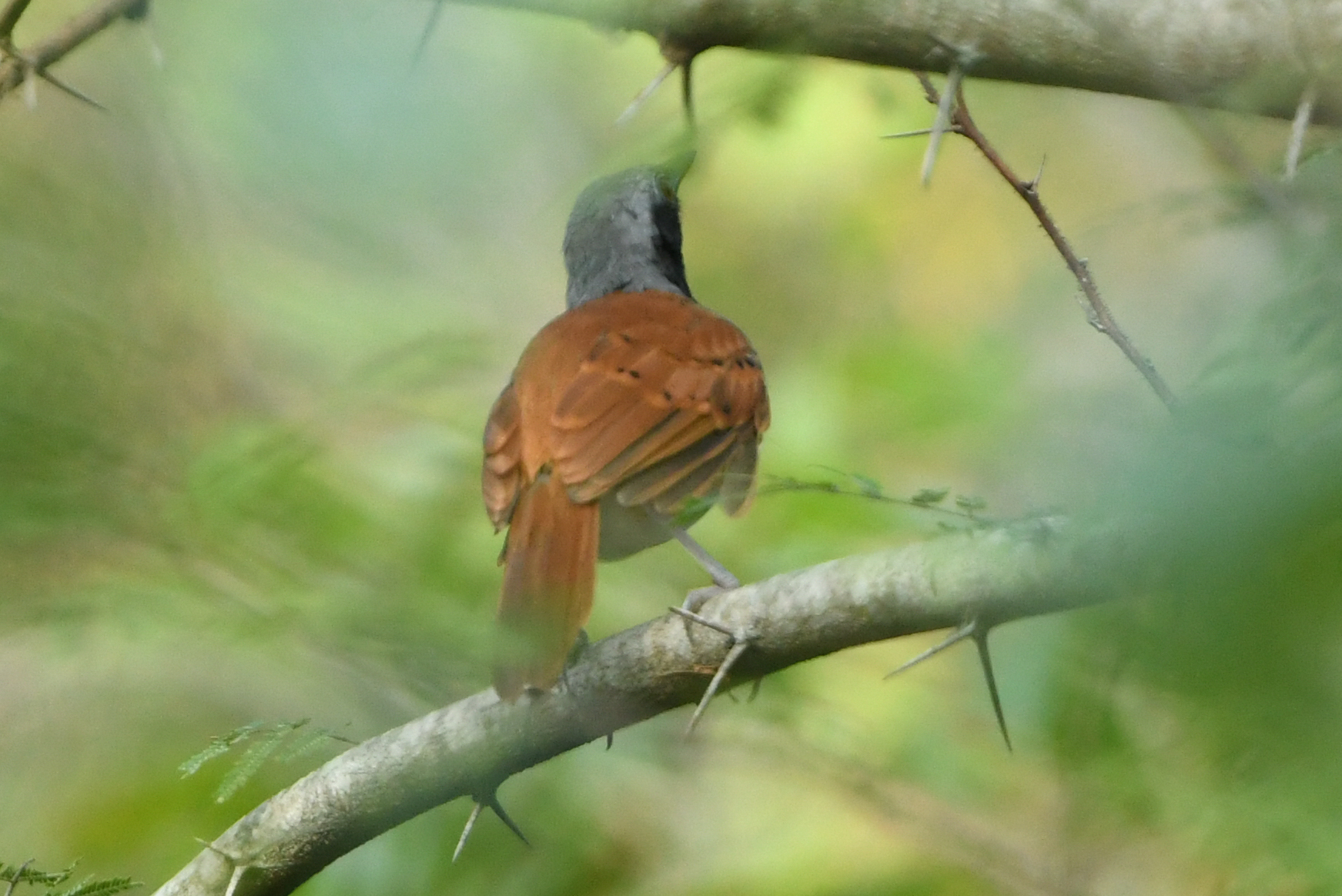 White-bellied Antbird (Myrmeciza longipes), photo 9