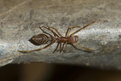 Myrmaplata plataleoides
