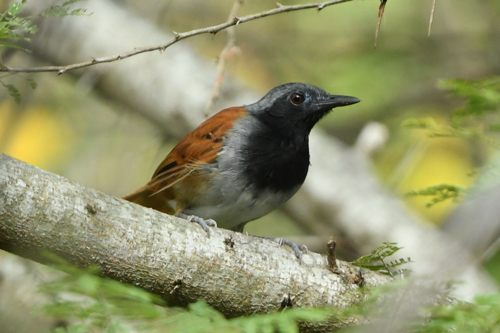 White-bellied Antbird (Myrmeciza longipes), photo 8