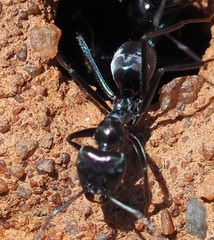Iridomyrmex lividus
