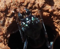 Iridomyrmex lividus