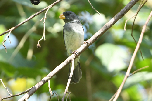 Grey Seedeater (Sporophila intermedia), photo 7