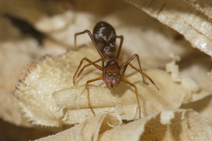 Myrmaplata plataleoides