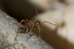 Myrmaplata plataleoides