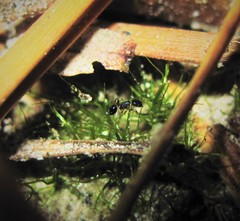 Pheidole metallescens