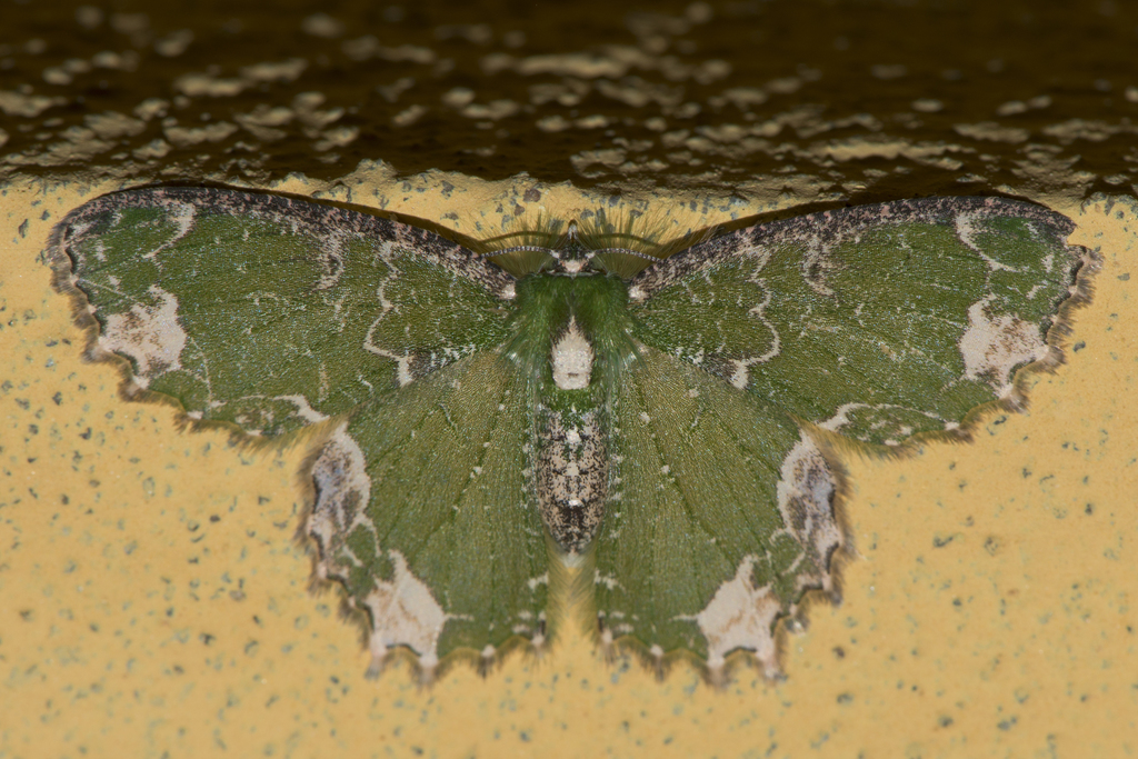 Eucyclodes albilauta