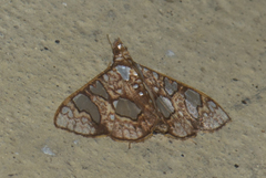 Glyphodes canthusalis
