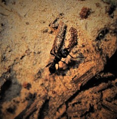 Poneracantha triangularis